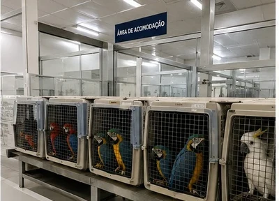 Estrutura especializada com área de acomodação climatizada